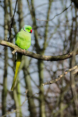 Rose-ringed parakeet perched on a branch in winter forest