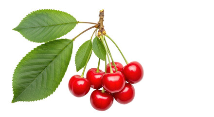 Isolated Cherries on Stem with Leaves