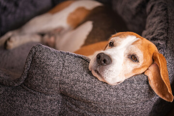 Fototapeta premium Beagle dog resting in cozy bed