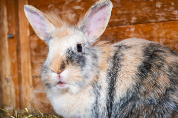 Adorable Tricolor Rabbit Close Up
