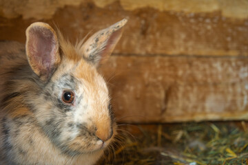 Adorable Brown and Grey Lionhead Rabbit Portrait