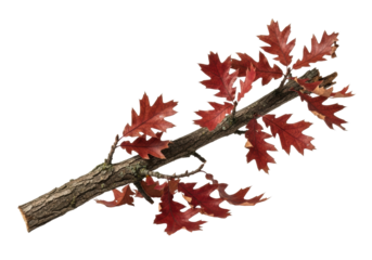 A single, robust, gnarled tree branch adorned with dry, crimson oak leaves, against a transparent background with soft studio light, captured with a macro lens. Concept of autumn's quiet dignity