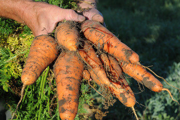 Harvested carrots in the garden in the hands of a farmer