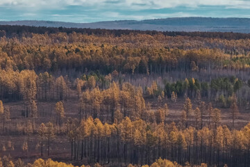 Landscape of autumn taiga, yellow forest