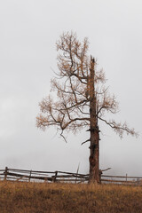 Autumn in the mountains. Altai Mountains