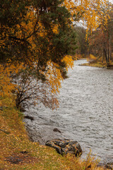 Altai Mountains covered with trees, golden autumn