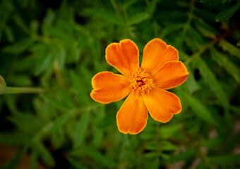 Fiore arancione in macro con sfondo verde sfocato 