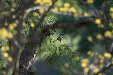 붉은머리오목눈이