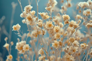 Fototapeta premium Dried flower background backgrounds outdoors blossom.