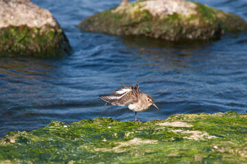 Calidris is a genus of Arctic-breeding, strongly migratory wading birds in the family Scolopacidae. 