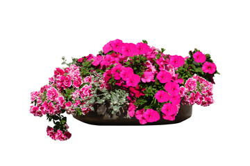 flowers in stone planter isolated on white background. outdoor decoration