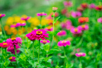 Beautiful pink flowers in home garden on blurred background.