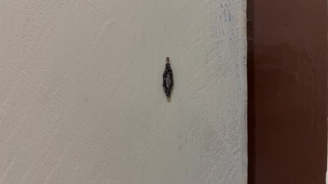 Household casebearer insect (Phereoeca uterella) crawling on an indoor wall, showing its protective case structure in a home environment.