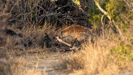 Spotted hyena feeding on a giraffe carcass