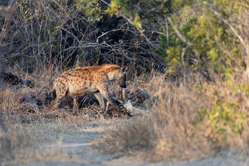 Spotted hyena feeding on a giraffe carcass