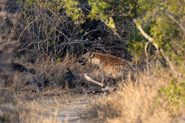 Spotted hyena feeding on a giraffe carcass