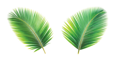 Coconut Palm Leaf: A single green coconut palm leaf, tropical sharp PNG