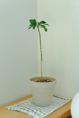 Green plant with long stem and large leaves in simple off-white pot in a light filled room corner.
