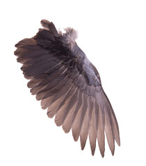 Black and brown feathers with wings separated on  transparent.