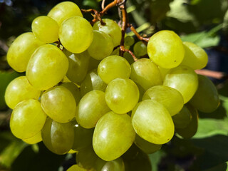 Bunch of grapes in vineyard