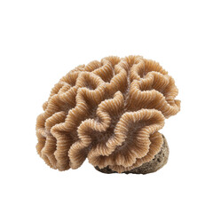 Pristine Cauliflower coral (Pocillopora damicornis) with dense branching and rough texture, pale brown, isolated on a bright white studio background, scientific accuracy of marine life