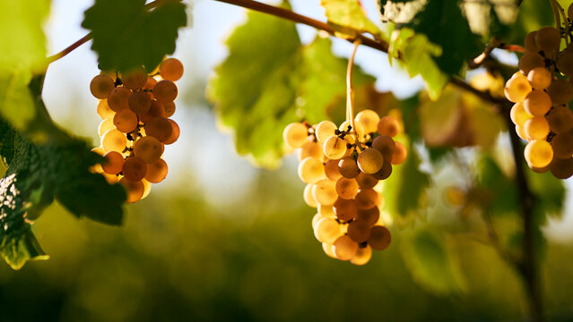 Beautiful ripe yellow grapes hanging on a vineyard in the sunlight