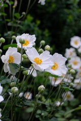 White Japanese anemone、 Japanese thimbleweed in full blooming
