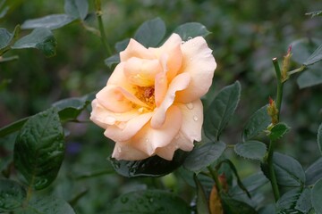 apricot color rose in garden
