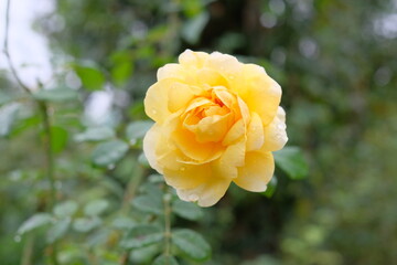 full blooming yellow rose in rainy day
