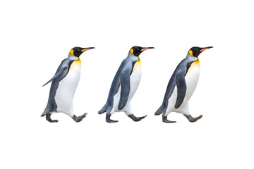 Fototapeta premium Three penguins walking together in a playful manner 