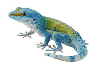 Fototapeta premium Detailed Side View of Isolated Gecko with Distinct Bumps on Tail