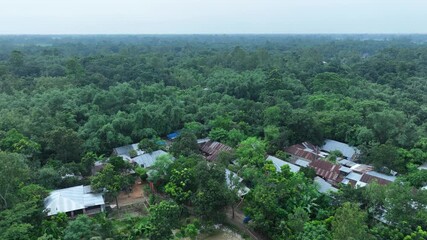 Aerial view of houses with corrugated metal roofs nestled among a dense canopy of lush green trees stretching to the horizon, Bogura, Rajshahi Division, Bangladesh. - Powered by Adobe