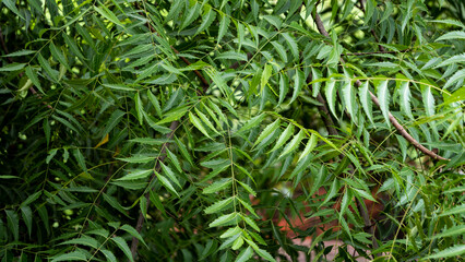 Neem tree leaves full frame for backgroun use