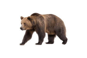 Fototapeta premium Grizzly bear walking in a natural pose, showcasing its strength and beauty 