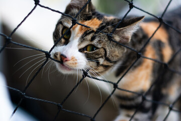 A tabby cat looking at the camera through a safety net. Pet. Feline.