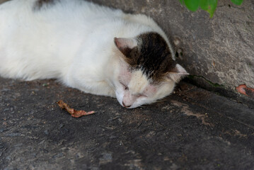A white cat lying sleeping in the corner of a dark wall.
