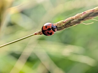ladybug on a leaf