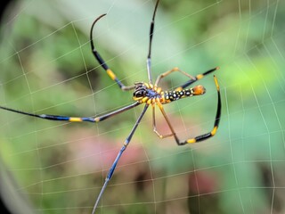 spider on web