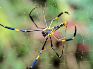 spider on a web