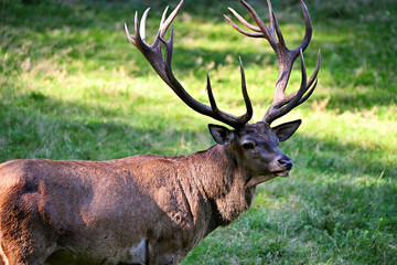 Obraz premium red deer stag with huge antlers 