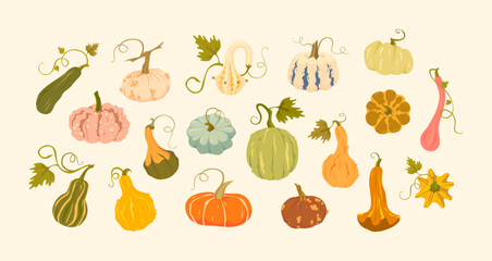 Cozy autumn botanical collection of various decorative pumpkins of different shapes and colors on a light background. Great for stickers, cards, invitations, posters, prints, packaging