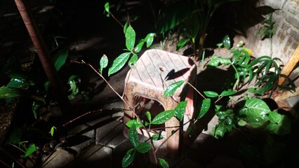 old tree in the forest