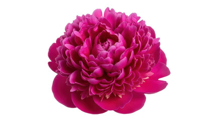 Obraz premium Isolated Peony Flower