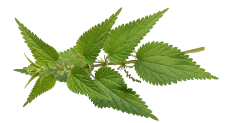 Isolated Nettle