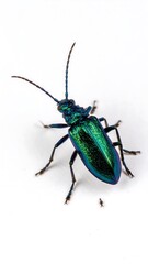 A vibrant emerald-green beetle with iridescent sheen stands out against a stark white backdrop.
