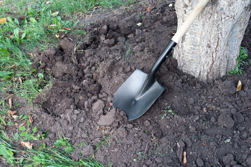 A bayonet shovel near a tree trunk. Loosening the soil under a tree.