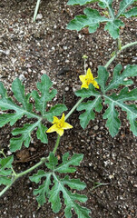 green plant in the garden