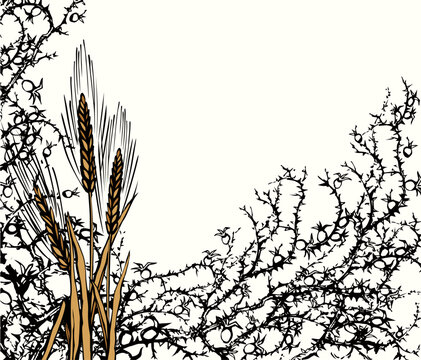 A Bible parable. The grain fell into the thorns. Vector drawing