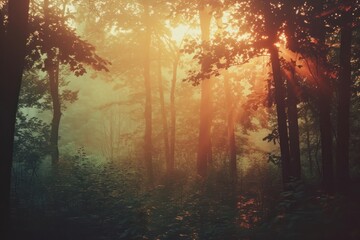 Obraz premium Deep forest light backgrounds sunlight.