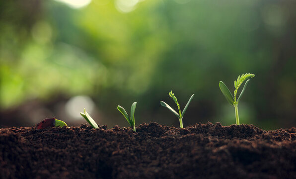 close up of  small plant with four other plants growing in the dirt